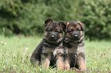BERGER ALLEMAND 1239